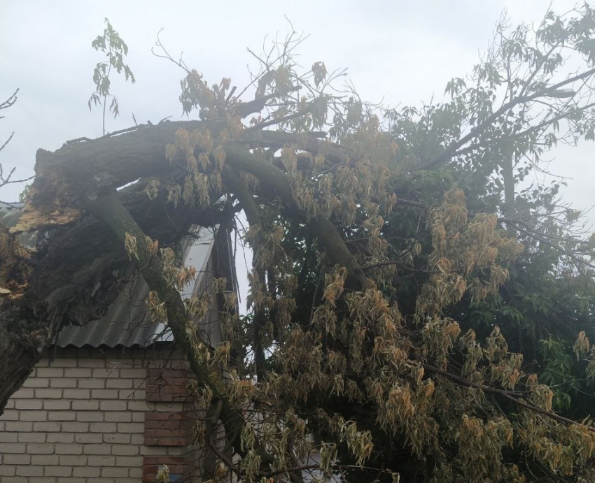 Дерево рухнуло в Волгограде и зависло над землей - видео