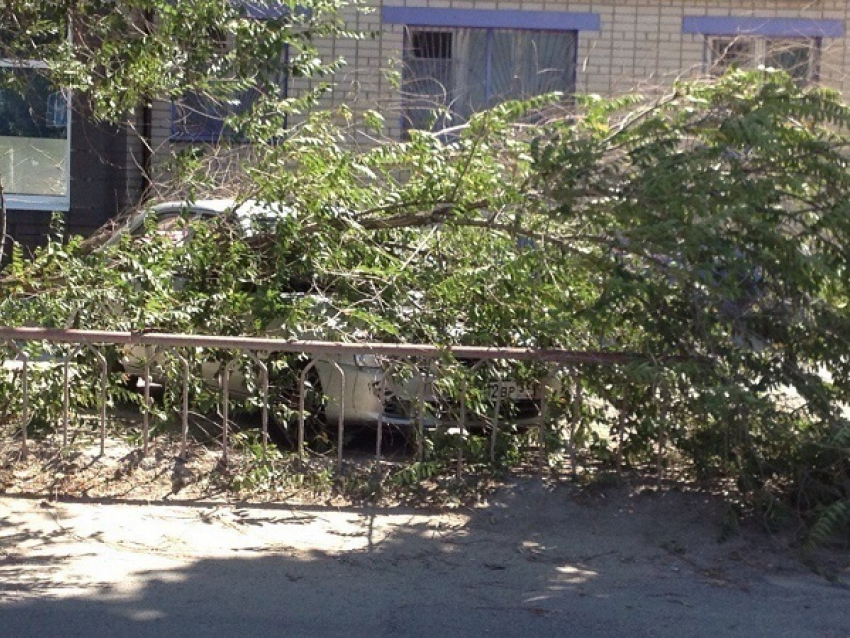 В Волгограде из-за разгула стихии деревья обрушились на авто
