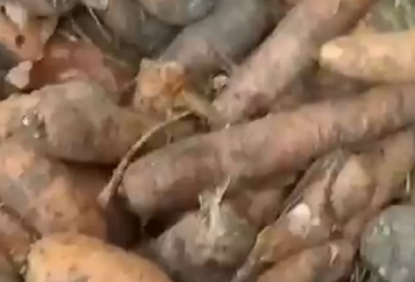 Такую морковь даже свиньи жрать не будут, - волгоградцы сняли на видео гнилье в супермаркете