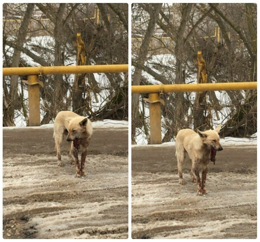 Волгоградские живодеры покалечили пса и выкинули умирать на мороз