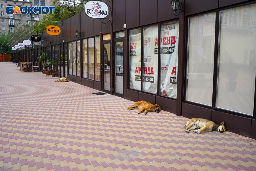 В Волгоградской области готовят обращение в Госдуму о сокращении уличных собак