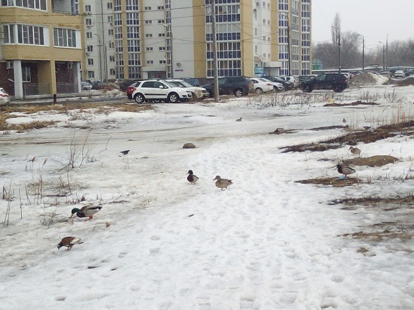 Накануне охотничьего сезона утки попрятались во дворах Волгограда