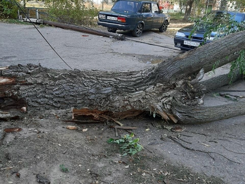 Тополь повалило ветром.