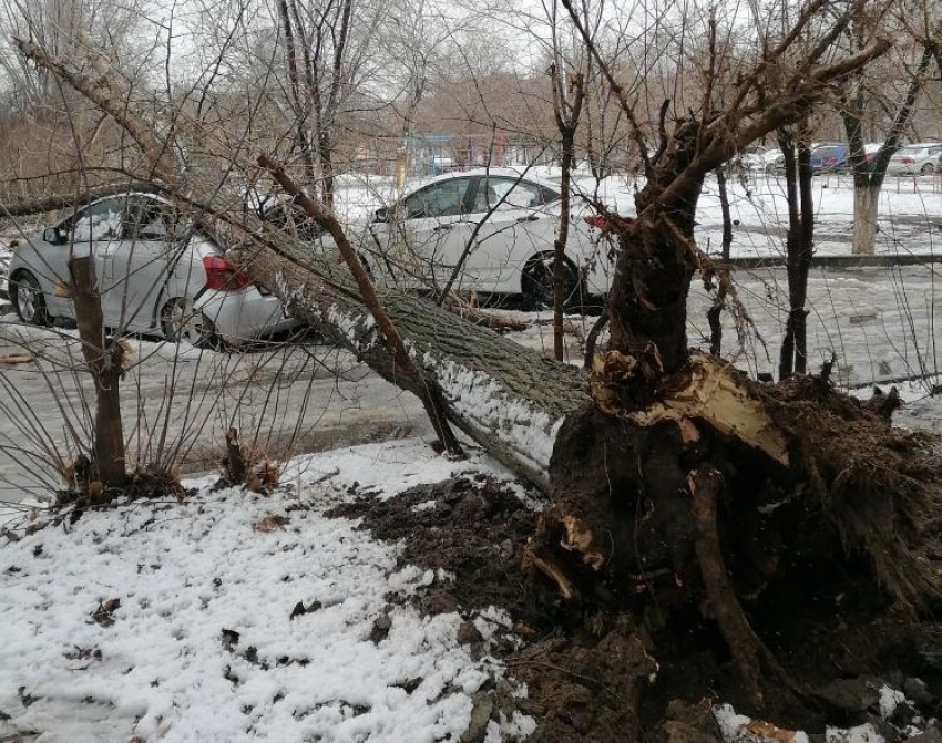 Ветром повалило деревья на машины в Волгограде: кто заплатит владельцам за ремонт