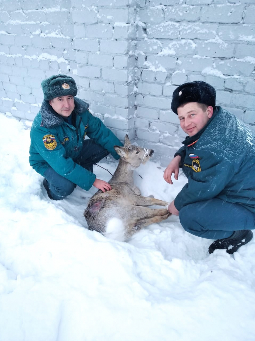 Пожарные спасли косулю, застрявшую в заборе на стадионе в Михайловке