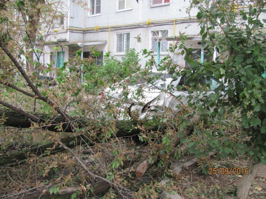 Ночью в Волгограде от сильного ветра и дождя повалило деревья и затопило подъезды