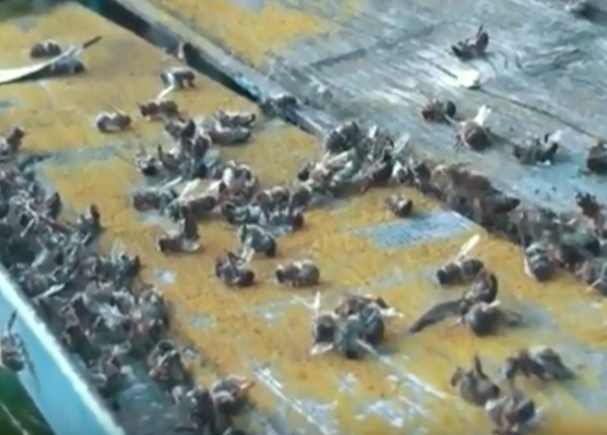 Владельцев пасек за день обанкротили, отравив тысячи пчел с помощью авиации в Волгоградской области