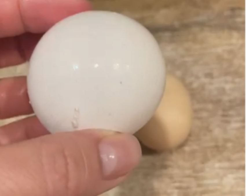 Одно на миллиард: уникальные круглые яйца снесли волгоградские курицы