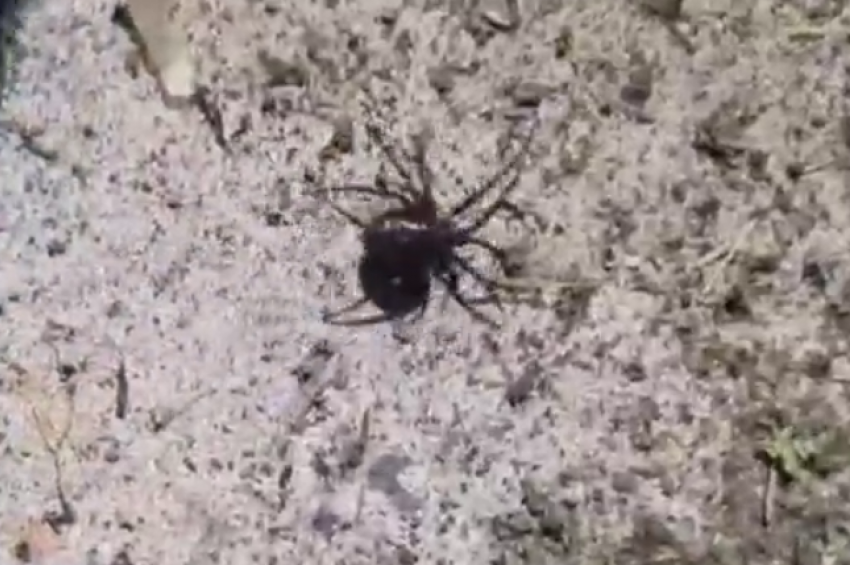 Смертельно опасного паука заметили в Волгоградской области: видео