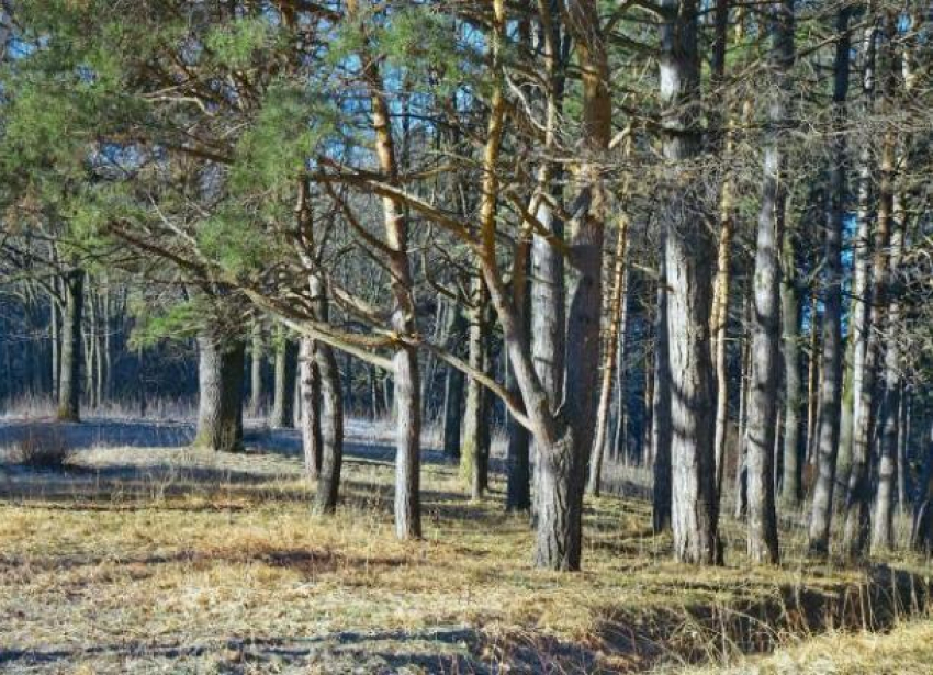 В лесах Волгоградской области потравят всех вредителей
