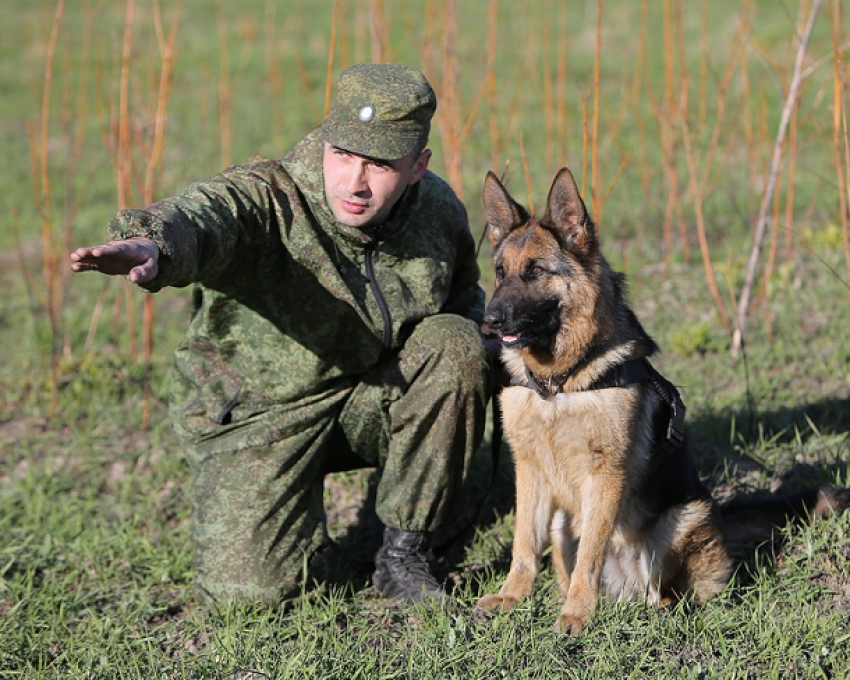 Готовые к взрывам и голоду волгоградские военные собаки отправятся на кинологические соревнования