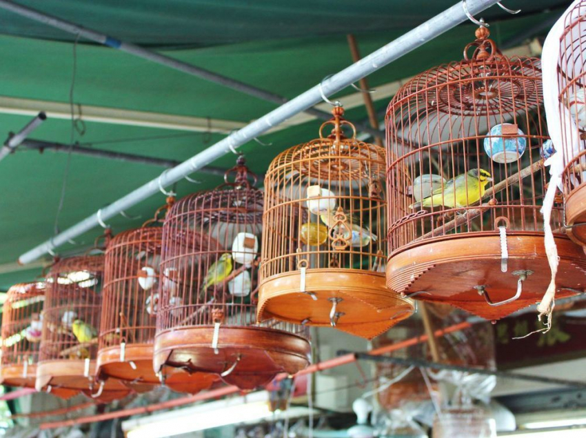 В Волжском животных будут продавать на «птичьем рынке»