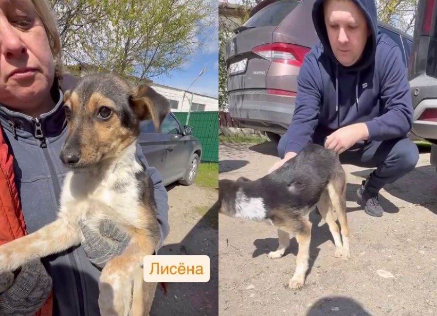Щенок с пулей в позвоночнике выжил в Волгограде
