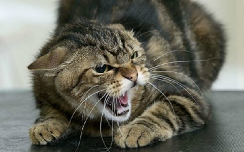 В Волгограде на хозяев напала агрессивная кошка