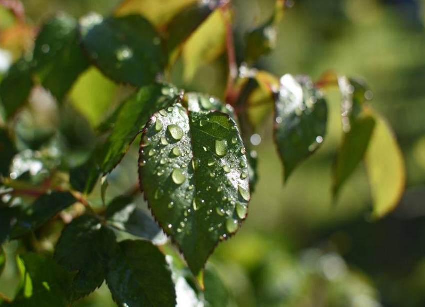 Кратковременный дождь с грозой накроет в воскресенье Волгоградскую область
