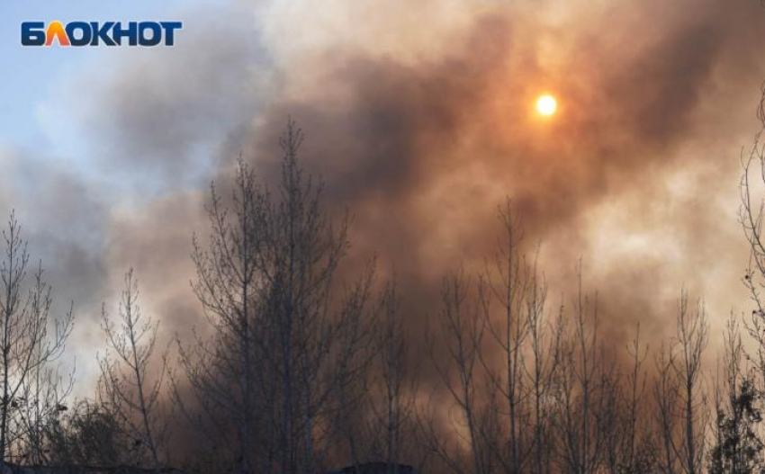 Сосновый лес горит под Волгоградом 