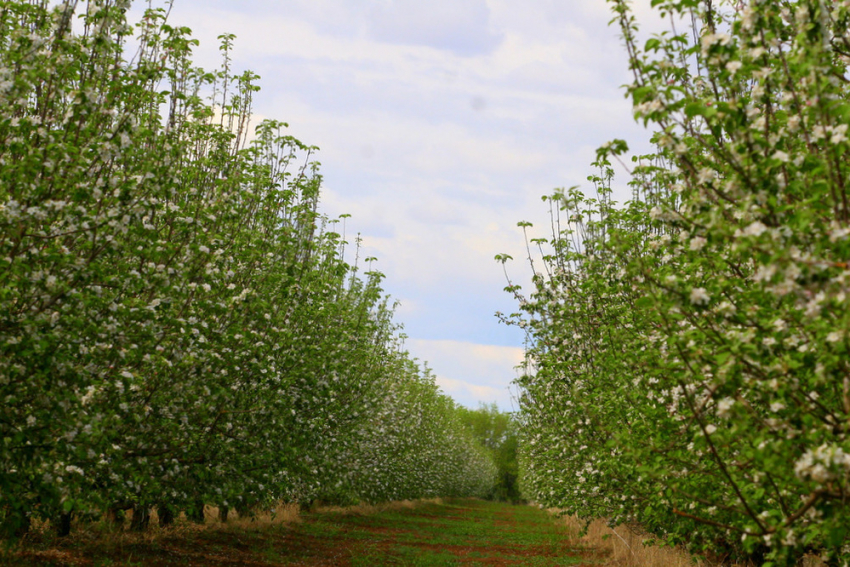 Ответные санкции России позволят волгоградским аграриям наладить экспорт