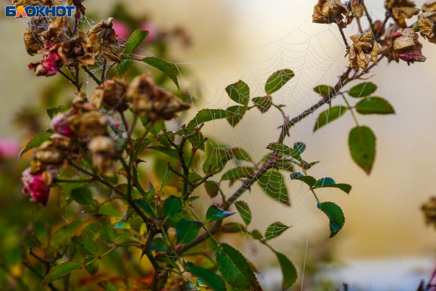 До +12 прогреется воздух в Волгограде в предпоследнее воскресенье ноября