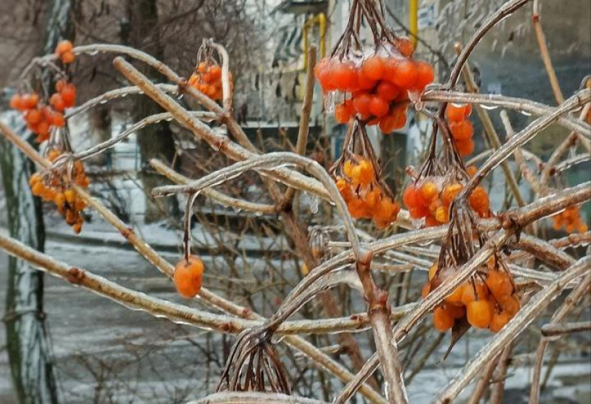 Лишиться урожая из-за ледяного панциря боятся волгоградские садоводы 