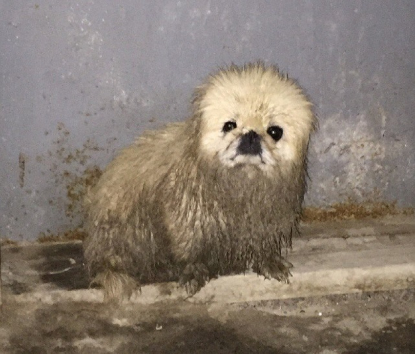 Волгоградцы за 10 минут спасли «домового» и нашли ему новое жилье