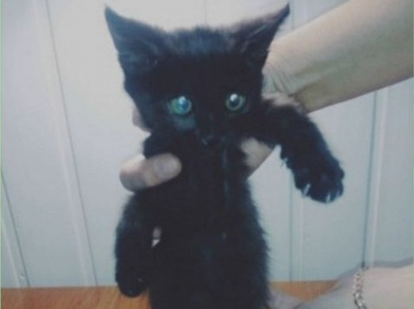 В Волжском дети отрубили лапку черному коту