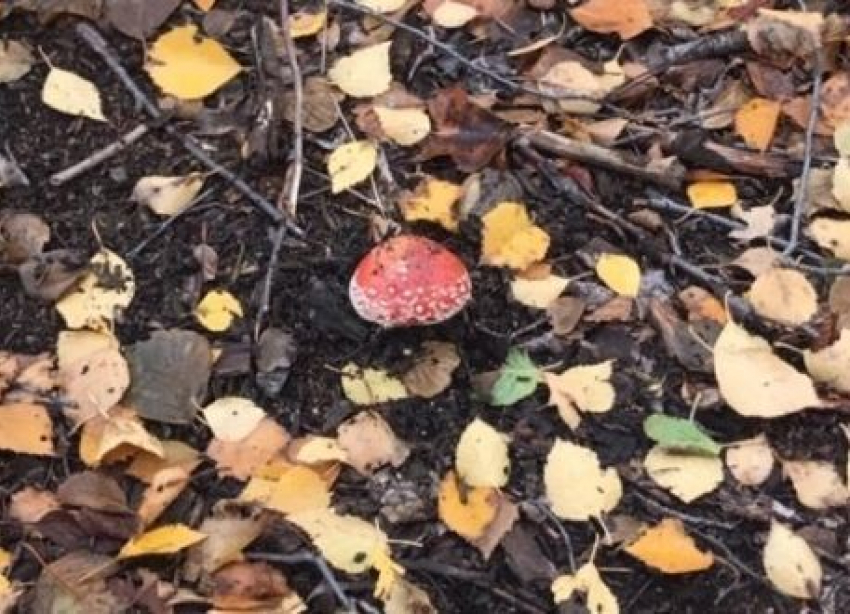 Девятимесячный малыш отравился грибами на севере Волгограда