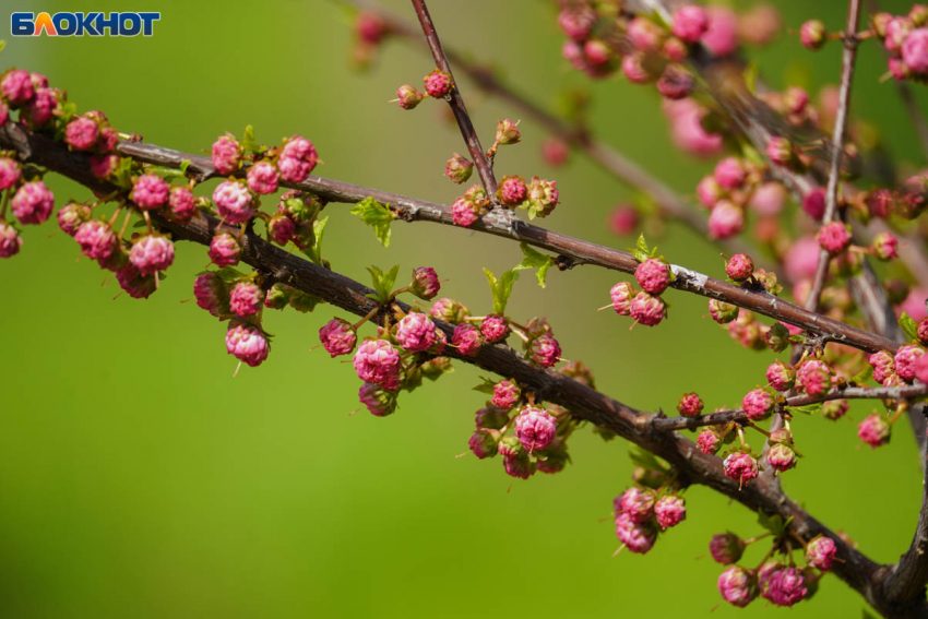 Сезон пыльцы увеличился на две недели в Волгограде — аллергики в ужасе