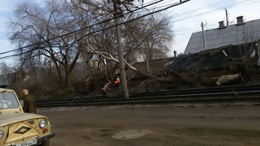 В Волгограде из-за обрушившегося дерева трамваи встали в пробку