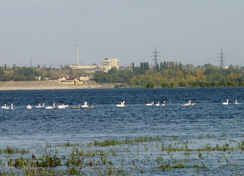 Стаей белоснежных лебедей залюбовались волгоградцы на Спартановке