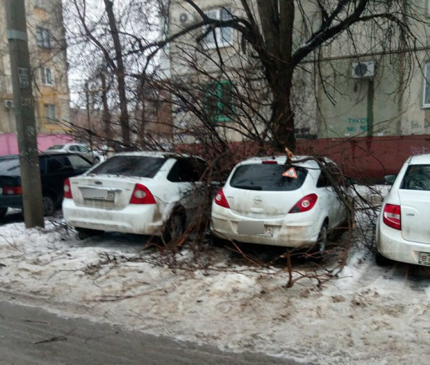 Рухнувшее дерево искалечило две иномарки в Ворошиловском районе Волгограда