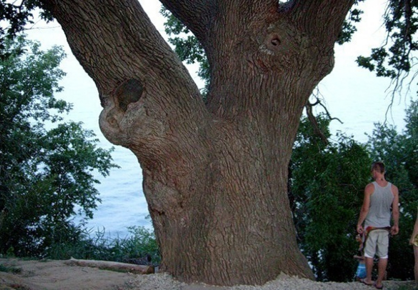 Ботаники клонируют 230-летний дуб-патриарх в Волгограде 