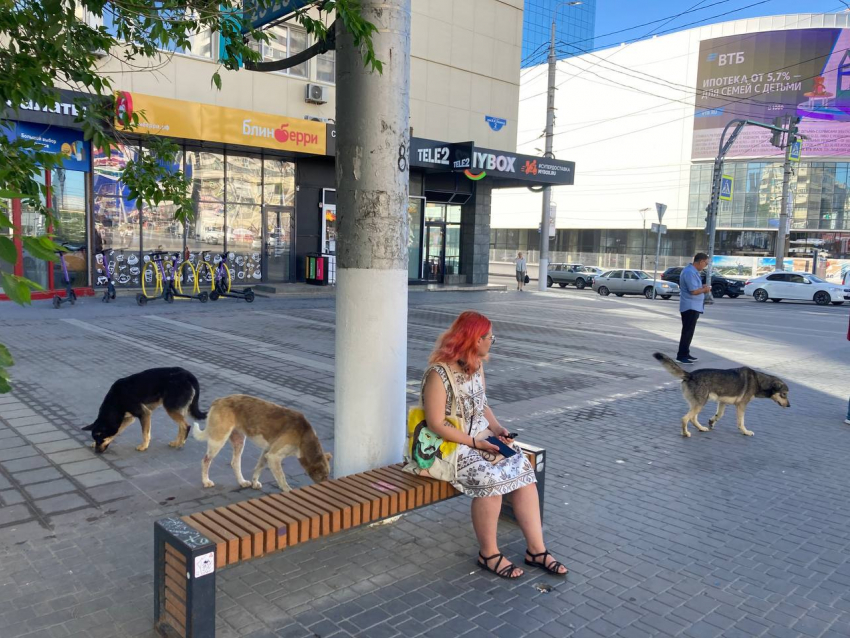 Собачий кордон атаковал остановку в центре Волгограда: стаю сняли на видео