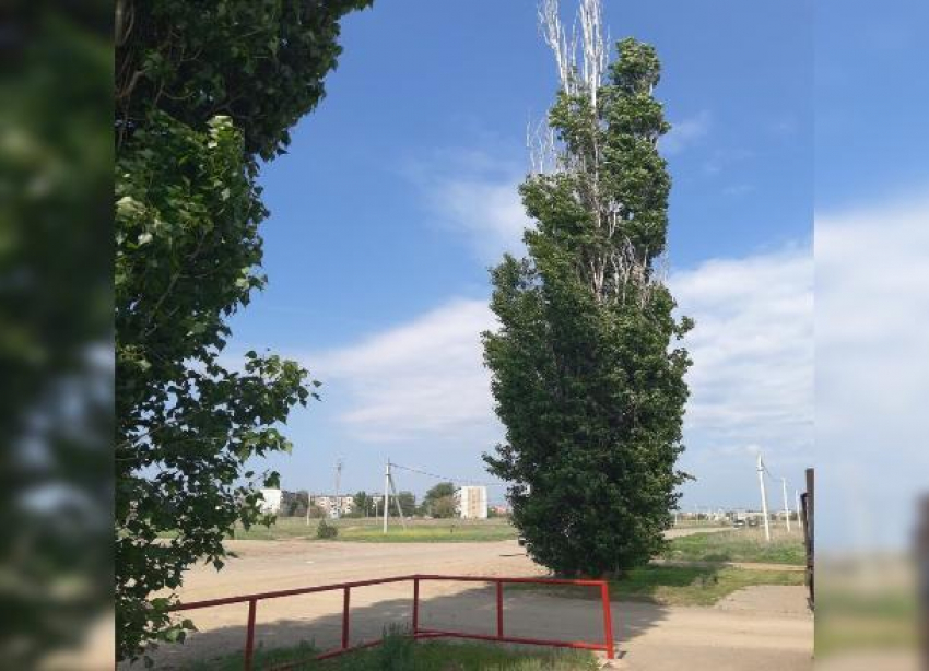 Сухие ветки деревьев скоро начнут убивать жителей Волжского