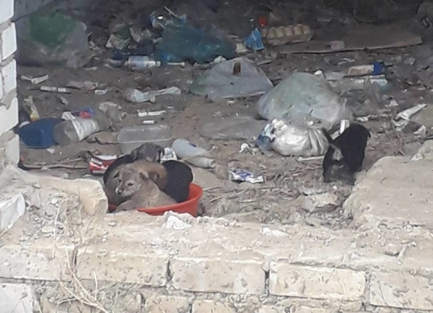 Волгоградцев просят спасти щенков от растерзания стаей взрослых собак в Городище