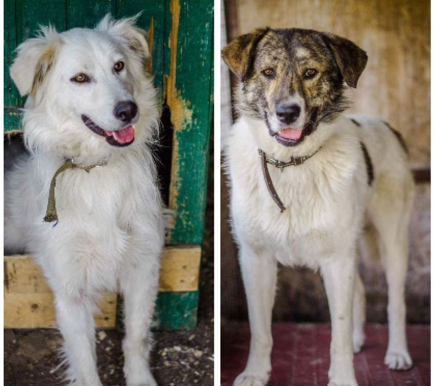 В Волгограде ищет дом парочка влюбленных собак-неразлучников