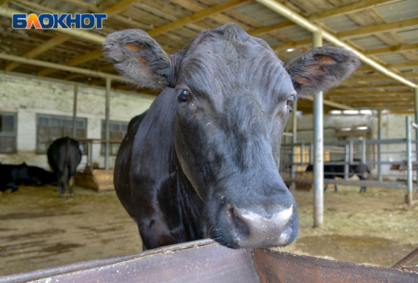 Прогремевший расстрелами коров крупный волгоградский агрохолдинг продают по частям