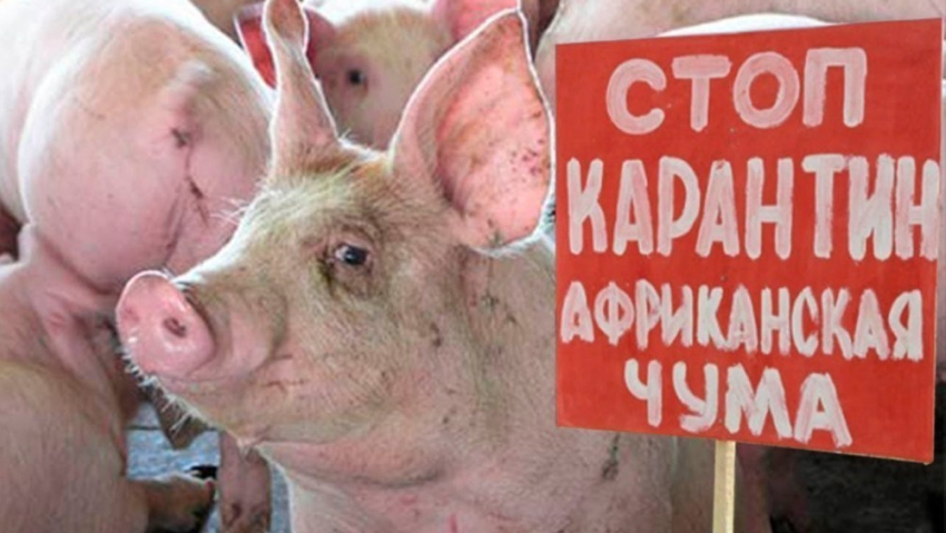 В Волгоградской области владельцы свиней, погибших от африканской чумы, получат 98,1 млн рублей