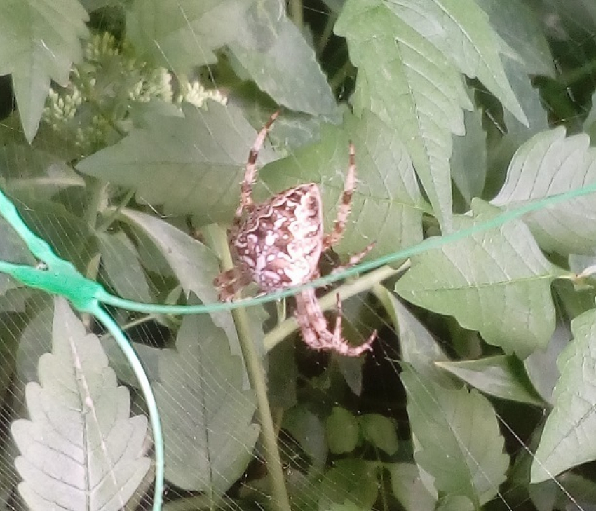 Большая самка паука аргиопа Брюнниха напугала волгоградцев около дома