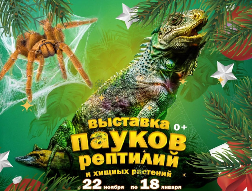 Пауки встречают Новый год: волгоградцев зовут на необычную выставку!