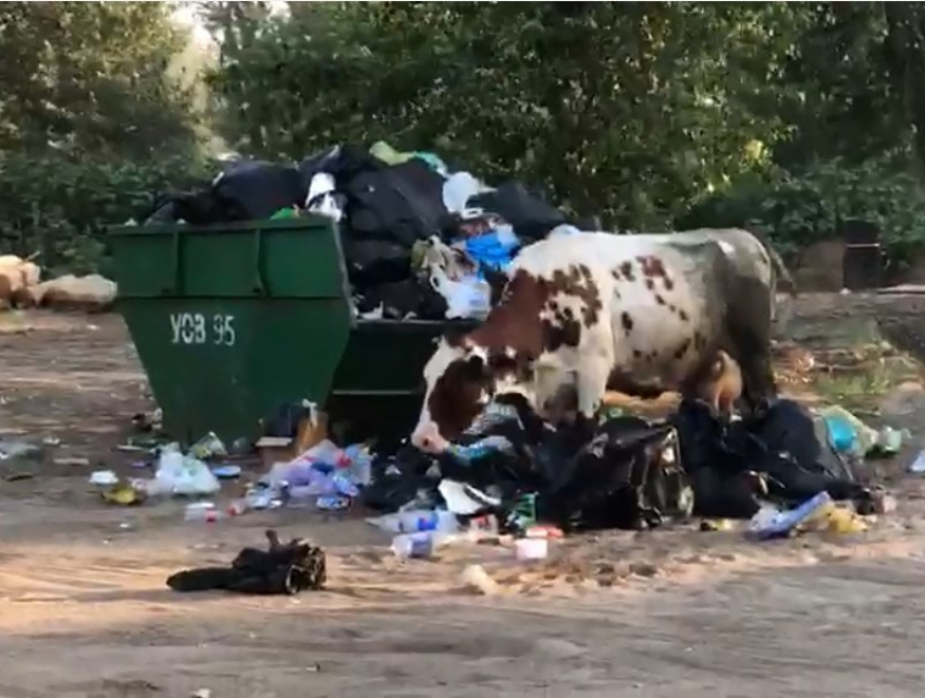 Отдыхающие сняли на видео ужинающих из мусорки коров на пляже Бобры