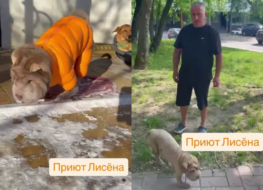 Ее хотели усыпить: как за год изменилась шарпей-хромоножка из Волгограда