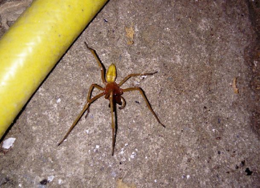 Ядовитый хищный паук сак вновь атакует волгоградцев