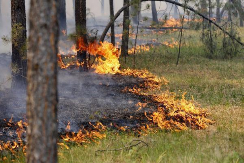 В Волгограде Сергей Зверев заплатит штраф за пожар в лесу 