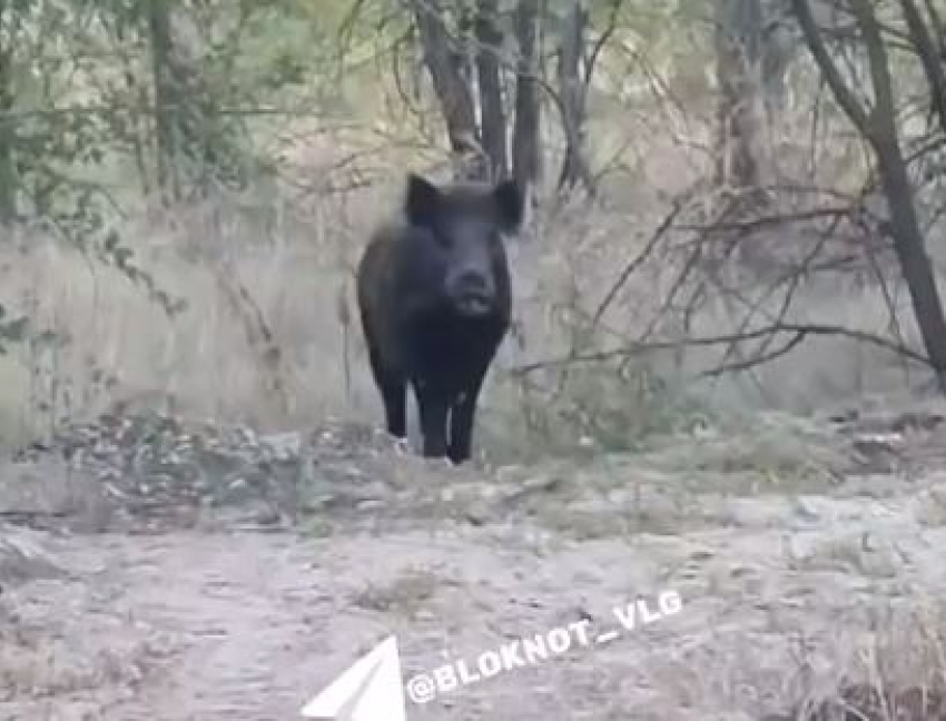 Дикого кабана сняли на видео на юге Волгограда