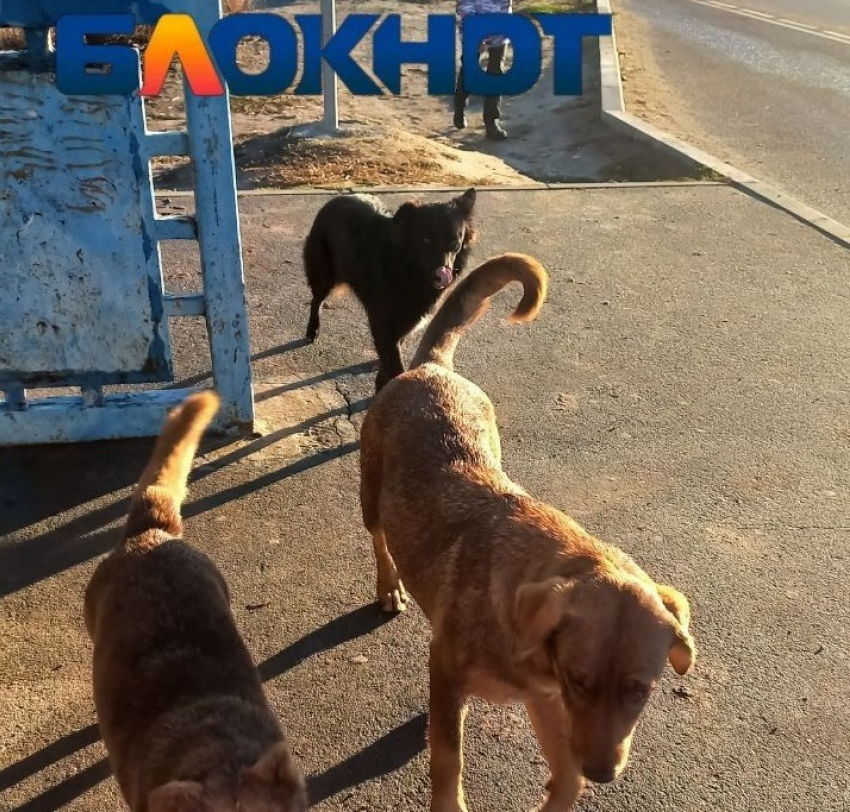 «В поисках еды разрывают всех котов»: на засилье злых собачьих стай пожаловались волгоградцы