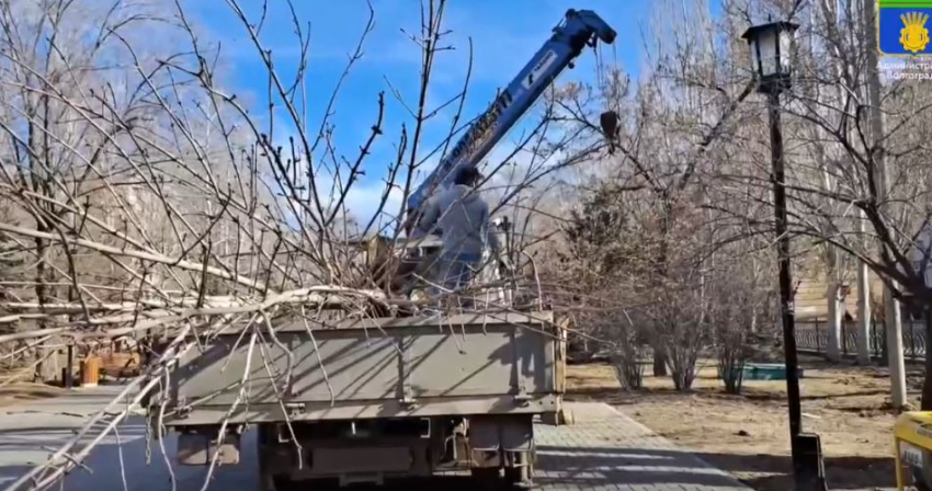 Угнетённые каштаны выкорчевали на Аллее Героев в Волгограде