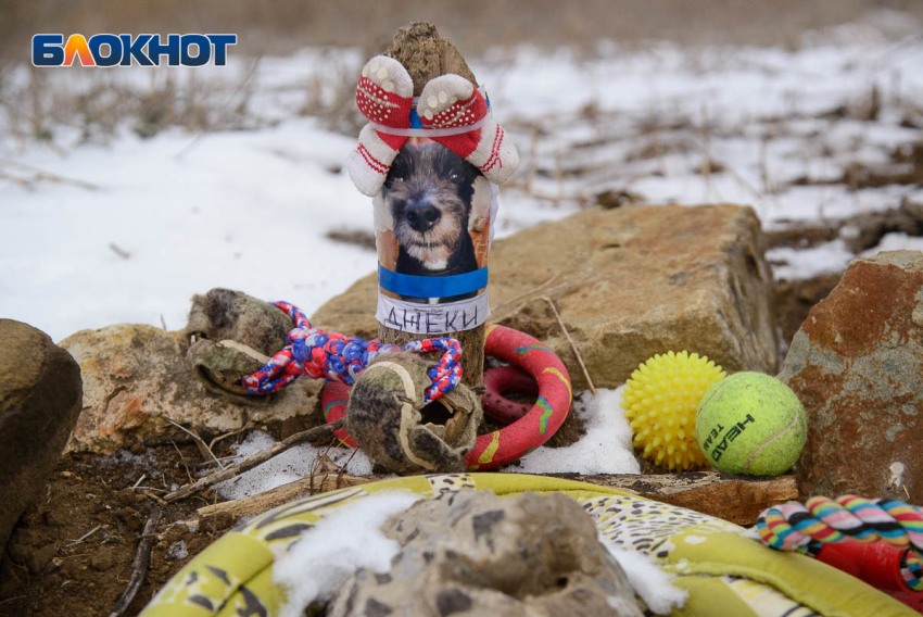 Известное кладбище домашних животных снесли в Волгограде 