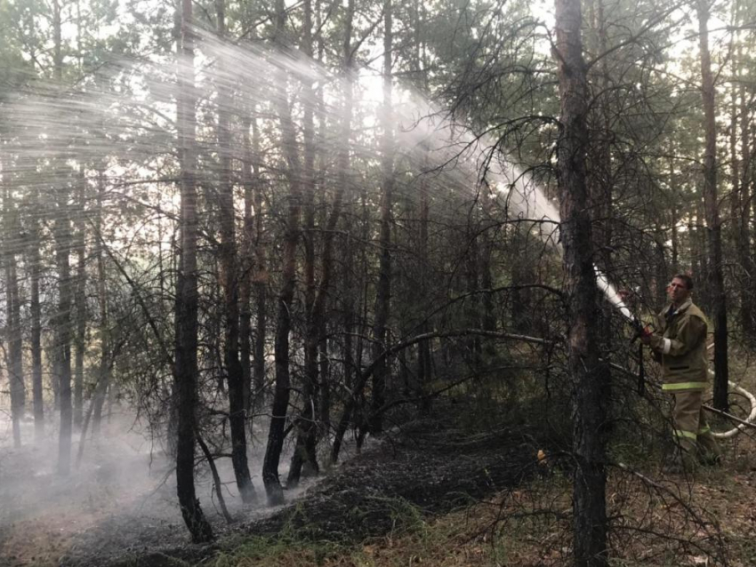 В Волго-Ахтубинской пойме бушует крупный пожар
