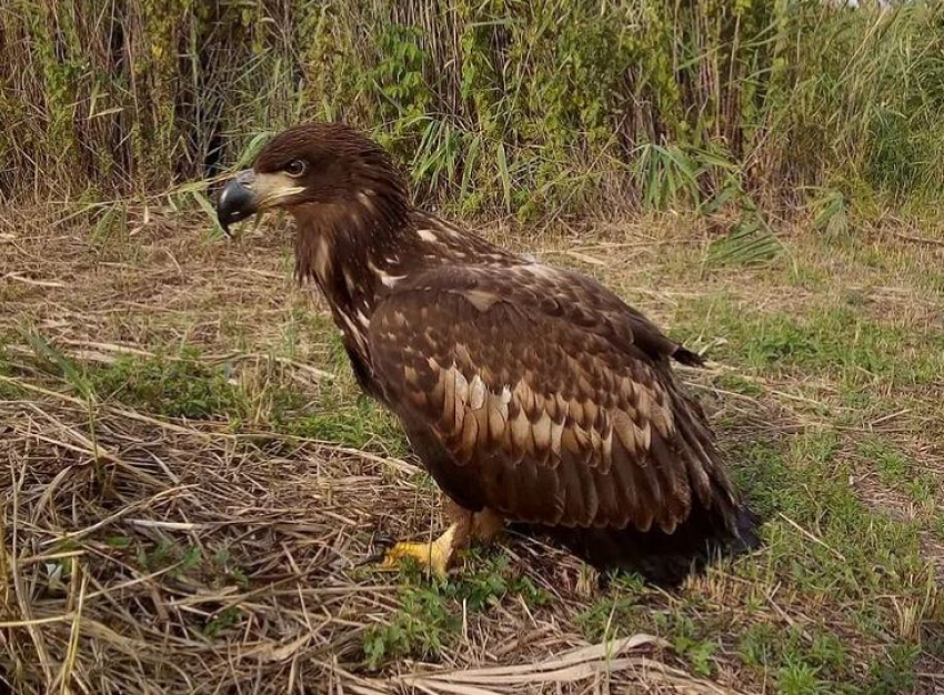 Больного орла срочно спасают в Волгоградской области: нужна помощь