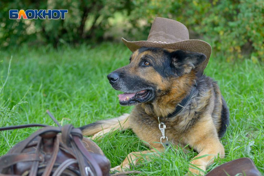 Суббота в Волгограде порадует жителей теплой и маловетреной погодой